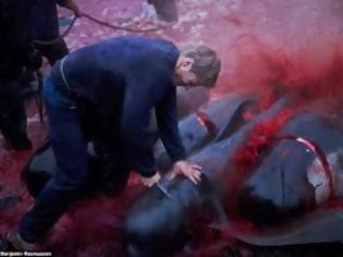 Φωτογραφία για Ανελέητη σφαγή φαλαινών στα νησιά Φερόε – Κόκκινη βάφτηκε η θάλασσα