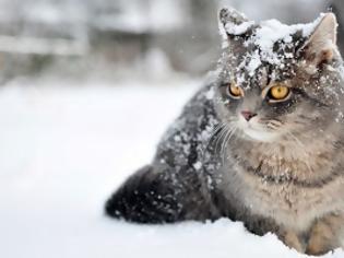 Φωτογραφία για Γυναίκα κλώτσησε χιόνι σε γάτα, το μετάνιωσε πικρά [Video]
