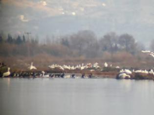 Φωτογραφία για Μεσολόγγι: Επίθεση στο Εθνικό Πάρκο