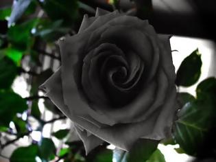 Φωτογραφία για Τα σπάνια μαύρα τριαντάφυλλα της Τουρκίας!
