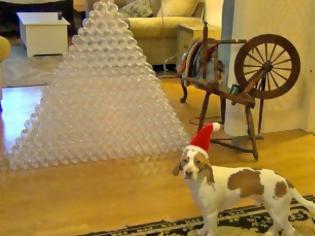 Φωτογραφία για Σκύλος παίρνει δώρο 210 πλαστικά μπουκάλια και τρελαίνεται! [Video]