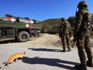 Φωτογραφία για Στρατιωτική γιατρός περνάει στρατοδικείο γιατί έσωσε μία γάτα!