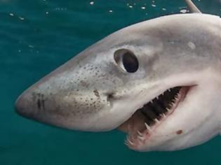 Φωτογραφία για Οι καρχαρίες εμφανίζουν καρκίνο