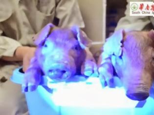 Φωτογραφία για Κίνα: Δημιούργησαν γουρούνια που φωσφορίζουν στο σκοτάδι