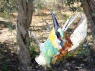 Φωτογραφία για Παράνομες παγίδες συνεχίζουν να αποδεκατίζουν τα πουλιά της Κύπρου