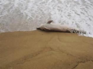 Φωτογραφία για Νεκρό δελφίνι σε ακτή της Καβάλας