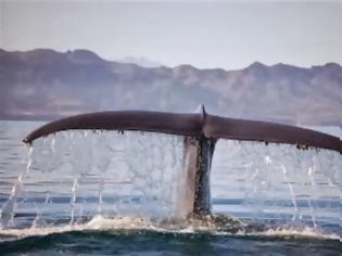 Φωτογραφία για Έσωσαν τη φάλαινα κι αυτή τους ευχαρίστησε! [video]