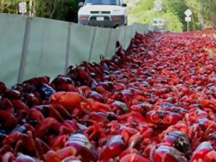 Φωτογραφία για Ένα νησί γέμισε… καβούρια! [photos+video]