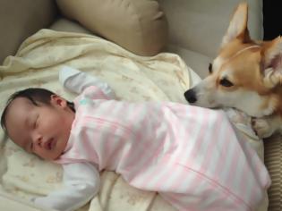 Φωτογραφία για Η αγάπη αυτού σκύλου για το νέο μωρό της οικογένειας θα σας τρελάνει [Photos]