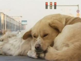 Φωτογραφία για Σκύλος αρνείται να εγκαταλείψει το νεκρό φίλο του! [video]