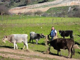 Φωτογραφία για Αιτωλ/νία: Κτηνοτρόφος στο Ξηρόμερο διατηρεί σπάνια φυλή βοοειδών - Δείτε φωτο