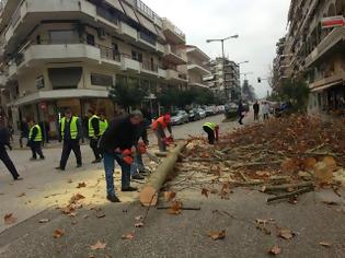 Φωτογραφία για Επιχείρηση... πλατάνια στα Τρίκαλα