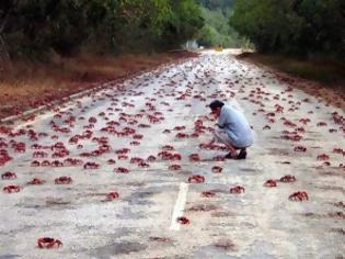 Φωτογραφία για Βούλιαξε ολόκληρο το νησί απο καβούρια