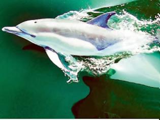 Φωτογραφία για Η μεγαλύτερη συγκέντρωση δελφινιών που καταγράφηκε ποτέ σε κάμερα [video]