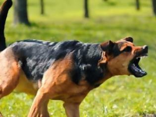 Φωτογραφία για Ηλεία: Τον δάγκωσε αδέσποτος σκύλος για… δεύτερη φορά στην Ανδραβίδα!