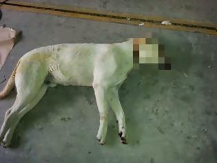 Φωτογραφία για Κτηνωδία στη Λεμεσό! Της έστελναν απειλητικά μηνύματα και σκότωσαν τον σκύλο της