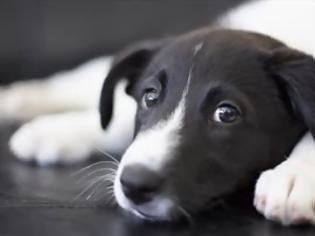Φωτογραφία για Φρίκη: Βασάνισαν μέχρι θανάτου σκυλάκι στο Αγρίνιο