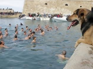 Φωτογραφία για Ο σκύλος βούτηξε για το...σταυρό κι έκλεψε την παράσταση!