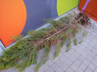 Φωτογραφία για Ξερίζωσαν δένδρο και το πέταξαν στο πεζοδρόμιο – Απίστευτοι βανδαλισμοί στην Ξάνθη [video]
