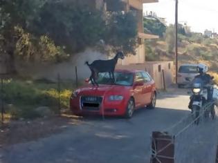 Φωτογραφία για Κρήτη: Ο αστυνομικός και η κατσίκα κάνουν θραύση στο διαδίκτυο