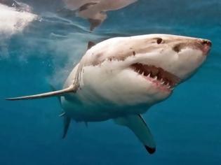 Φωτογραφία για Μέχρι τα 70 ζουν οι μεγάλοι λευκοί καρχαρίες – Τριπλάσια χρόνια σε σχέση με ό,τι νομίζαμε