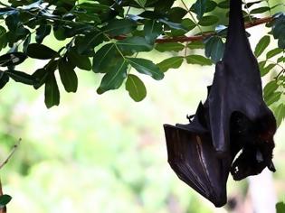 Φωτογραφία για Αυστραλία: «Έβρεξε» νεκρές νυχτερίδες