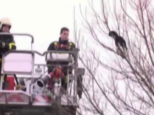 Φωτογραφία για Γάτος συγκεντρώνει 7 πυροσβέστες και κάμερες για να σωθεί τελικά μόνος του [Video]