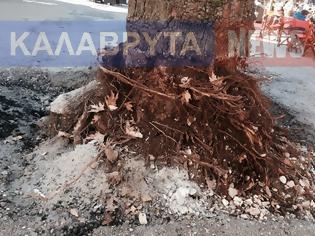 Φωτογραφία για Τα Ιστορικά Πλατάνια των Καλαβρύτων στο βωμό των εργασιών......