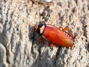 Φωτογραφία για Αφαίρεσαν κατσαρίδα από το αυτί του – Είχε προσπαθήσει να τη βγάλει με ηλεκτρική σκούπα