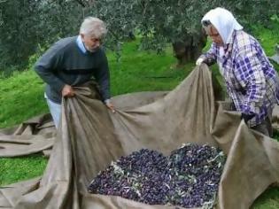 Φωτογραφία για Πτώση σοκ στην παραγωγή ελαιολάδου στην Ηλεία!