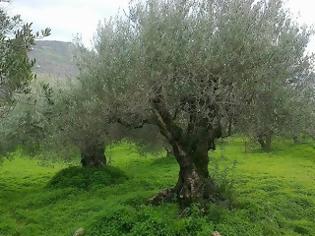 Φωτογραφία για Πρωτοβουλία για τη διάσωση υπεραιωνόβιων ελιών από τον Ροταριανό Όμιλο Ηρακλείου