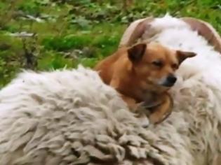 Φωτογραφία για Ένας σκύλος που του αρέσει να κάνει βόλτα πάνω σε... πρόβατα! [video]