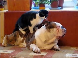Φωτογραφία για Γάτες κάνουν μασάζ σε σκύλους [Video]