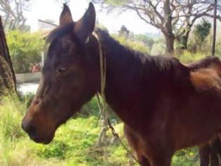 Φωτογραφία για Λαθρεμπόριο αλόγων από τον Έβρο έως την Κρήτη!