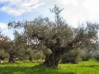 Φωτογραφία για Ταξιδεύει κάθε χρόνο από τη Μελβούρνη στη Μεσσηνία για να καλλιεργήσει τα χωράφια του και να μαζέψει τις ελιές του!