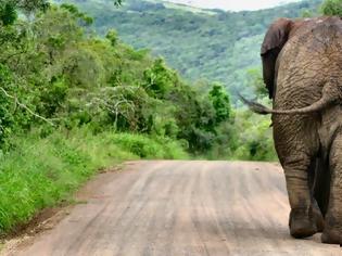 Φωτογραφία για Ελέφαντας αναποδογύρισε το αμάξι τουριστών και θανατώθηκε [video]