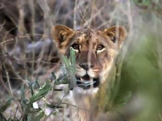 Φωτογραφία για Κοντά στον αφανισμό τα λιοντάρια της δυτικής Αφρικής