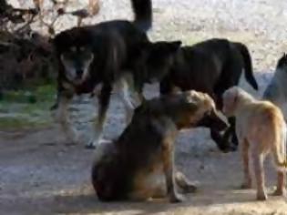 Φωτογραφία για Μαζική εξόντωση ζώων στο Βόλο