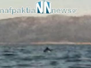 Φωτογραφία για Δελφίνια «παίζουν» στα ανοιχτά του Κρυονερίου [Video]