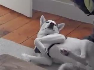 Φωτογραφία για Ο σκύλος που λέει... «όχι» [Video]