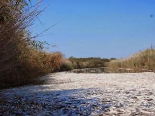 Φωτογραφία για Χιλιάδες νεκρά ψάρια στη λίμνη Λάδωνα