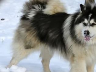 Φωτογραφία για Αlaskan Malamute προστάτης βρέφους(video)