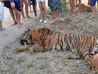 Φωτογραφία για Σκότωσαν τίγρη στην Αργεντινή γιατί θεώρησαν ότι κινδύνευαν