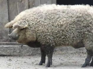 Φωτογραφία για Το γουρούνι που ήθελε να γίνει πρόβατο