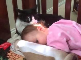 Φωτογραφία για Η γάτα που μπέρδεψε το παιδί με το γατάκι της!