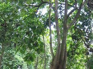 Φωτογραφία για Ιρόκο: Το δέντρο που πολεμάει την κλιματική αλλαγή