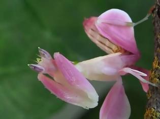 Φωτογραφία για Orchid Mantis: Το αλογάκι της παναγίας που καμουφλάρεται σαν ορχιδέα [video]