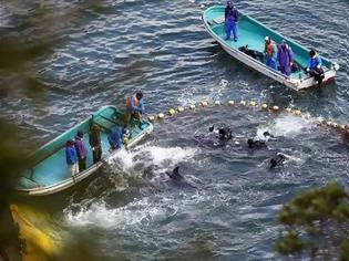 Φωτογραφία για Αποτροπιασμός και φρίκη για τη μαζική σφαγή δελφινιών στην Ιαπωνία
