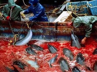 Φωτογραφία για Ιαπωνία: ξεκίνησε η σφαγή των δελφινιών στο Ταϊτζί