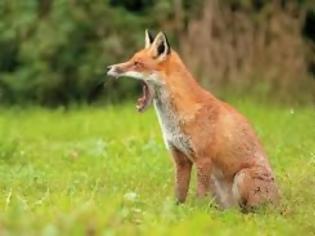 Φωτογραφία για Το Τμήμα Κτηνιατρικής της Περιφερειακής Ενότητας Θεσσαλονίκης για την εμφάνιση κρουσμάτων λύσσας σε κόκκινες αλεπούδες